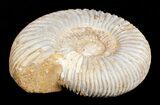 Inch Perisphinctes Ammonite - Jurassic #3650-2